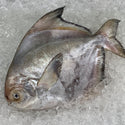 Chinese Pomfret (Dao Dai/本地斗鲳) - Frozen - GoodFishCo.my Seafood Delivery Klang Valley | Fish