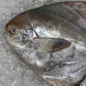 Chinese Pomfret (Dao Dai/本地斗鲳) - Frozen - GoodFishCo.my Seafood Delivery Klang Valley | Fish
