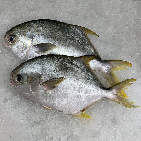 Golden Pomfret (金鲳) - Frozen - GoodFishCo.my Seafood Delivery Klang Valley | Fish