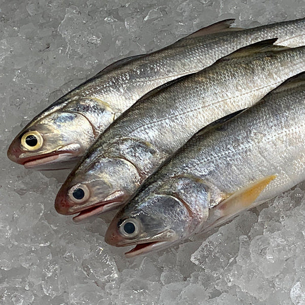 Threadfin (Senangin/午鱼/马友仔) - Frozen - GoodFishCo.my Seafood Delivery Klang Valley | Fish