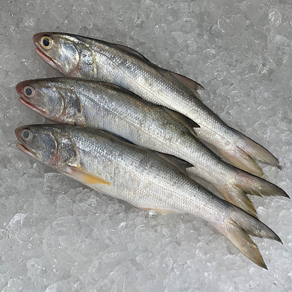Threadfin (Senangin/午鱼/马友仔) - Frozen - GoodFishCo.my Seafood Delivery Klang Valley | Fish
