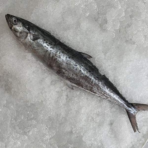 Tenggiri Bunga (Spotted Spanish Mackerel/花鲛鱼) - Frozen - GoodFishCo.my Seafood Delivery Klang Valley | Fish