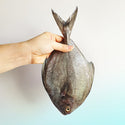 Black Pomfret (黑鲳) - Frozen - GoodFishCo.my Seafood Delivery Klang Valley | Fish