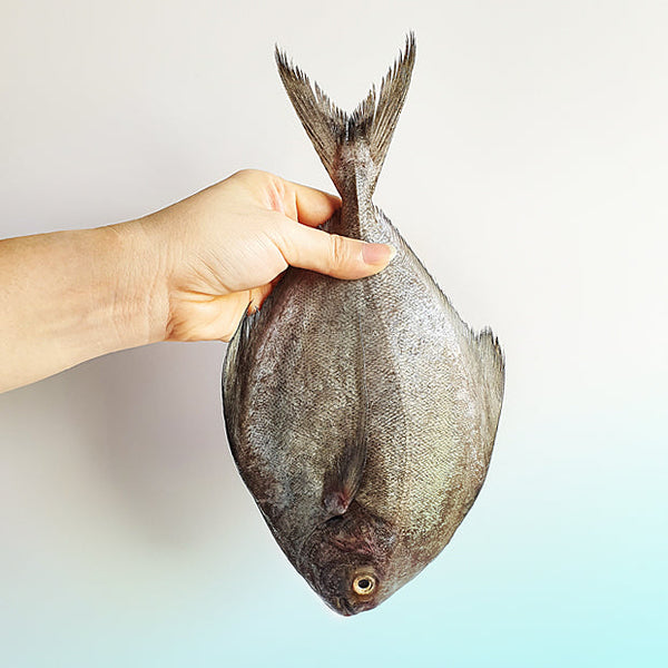 Black Pomfret (黑鲳) - Frozen - GoodFishCo.my Seafood Delivery Klang Valley | Fish