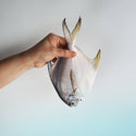 White Pomfret (白鲳) - Frozen - GoodFishCo.my Seafood Delivery Klang Valley | Fish
